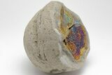 Iridescent, Rainbow-Pyrite Septarian Nodule - Russia #207240-1